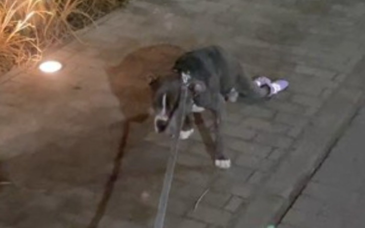 Pies na smyczy, z różowymi butami na łapach.