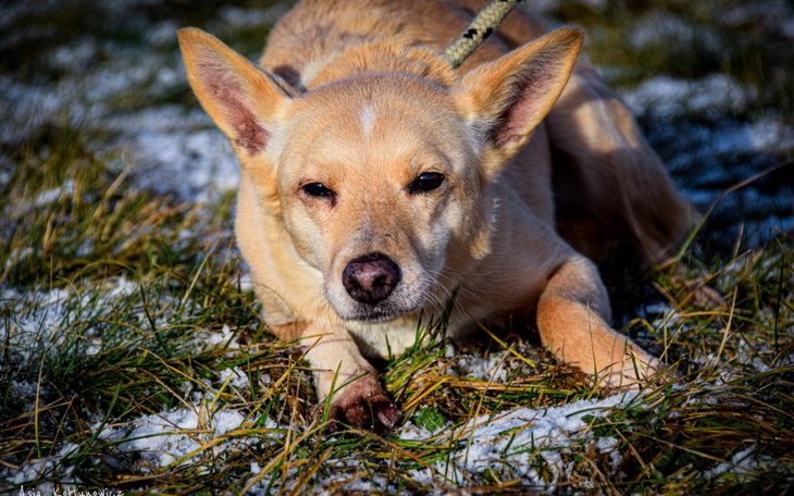 Zbiórka Na Schronisko w Radomiu - zdjęcie główne