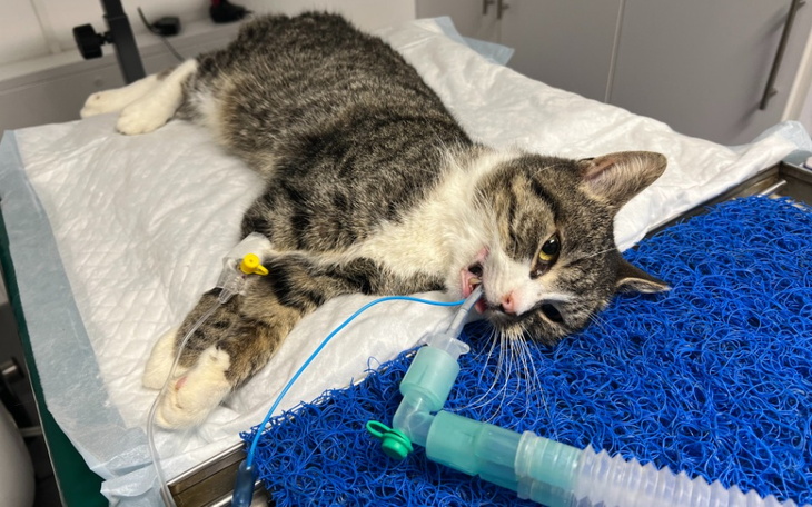 Zbiórka Kot Młody prosi o pomoc. - zdjęcie główne