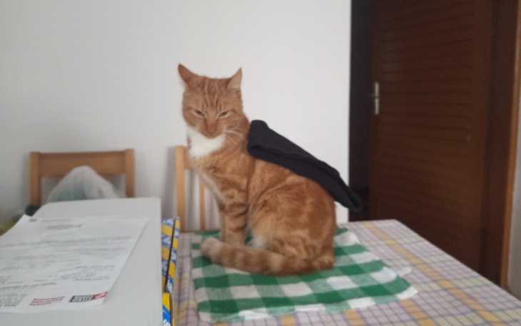 Rudy kot z czarną torbą na plecach siedzi na stole.