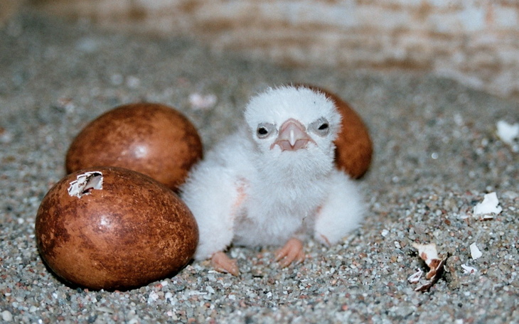 Pisklę ptaka w gnieździe, otoczone jajkami.