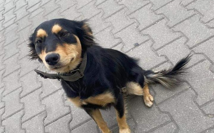 Zbiórka Nagły transport suni - zdjęcie główne