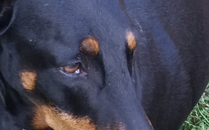 Zbiórka Życie dla Skubi - zdjęcie główne