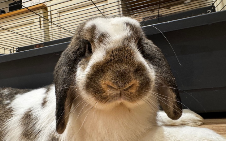 Zbiórka Operacja Chungusa - zdjęcie główne