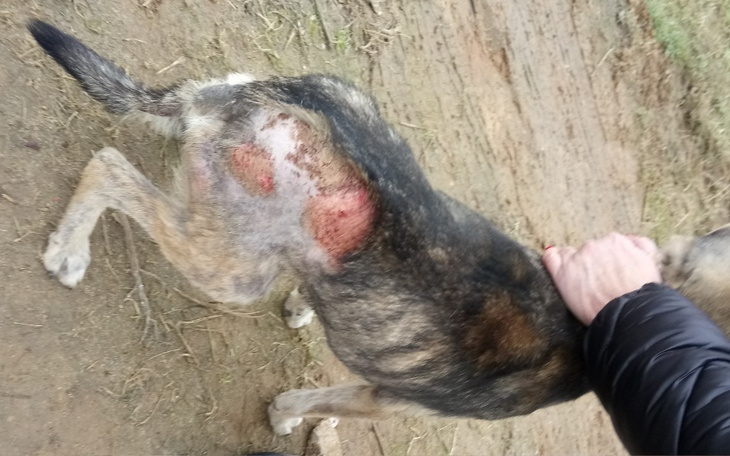 Zbiórka Bary, Misiek Błagają o wsparcie - zdjęcie główne