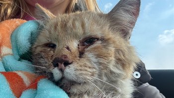 Zbiórka Zostawiony na poboczu by umarł - miniaturka zdjęcia