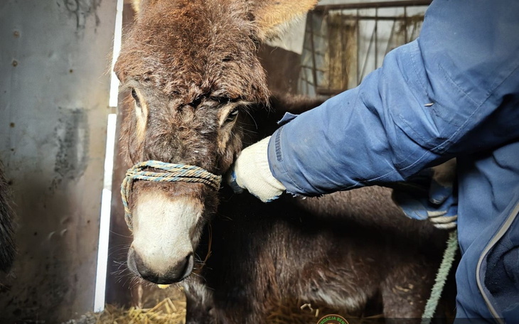 Osiołek w stajni, z ręką trzymającą sznur.