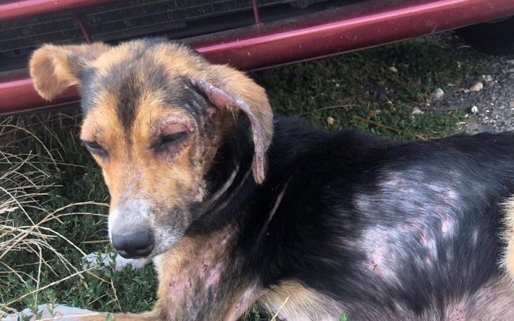 Zbiórka Psiaki w potrzebie. - zdjęcie główne