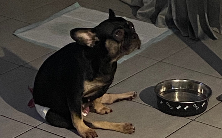 Zbiórka Na rehabilitacje Bletki - zdjęcie główne