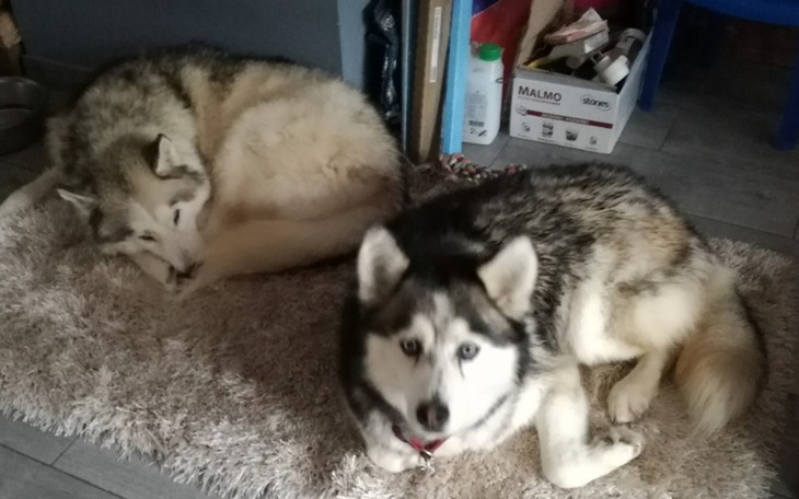 Zbiórka Kenya - 8letni Husky, kontra rak - zdjęcie główne