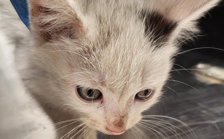 Mały kotek z jasnym futrem i dużymi oczami.