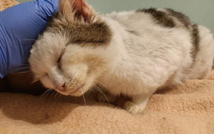 Zbiórka Joel chce żyć - zdjęcie główne