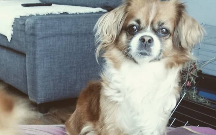 Zbiórka Operacja Lucy - zdjęcie główne