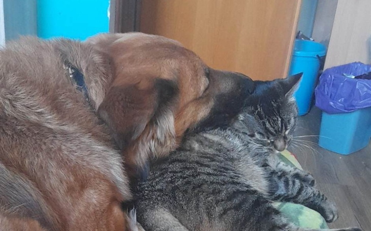Zbiórka Zbiórka na karme dla Wafla - zdjęcie główne