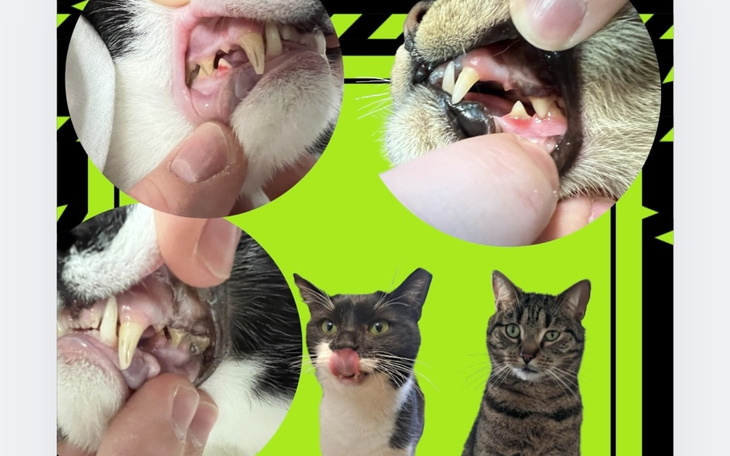 Zbliżenie na zęby kotów, pokazujące różne ich stany zdrowotne.