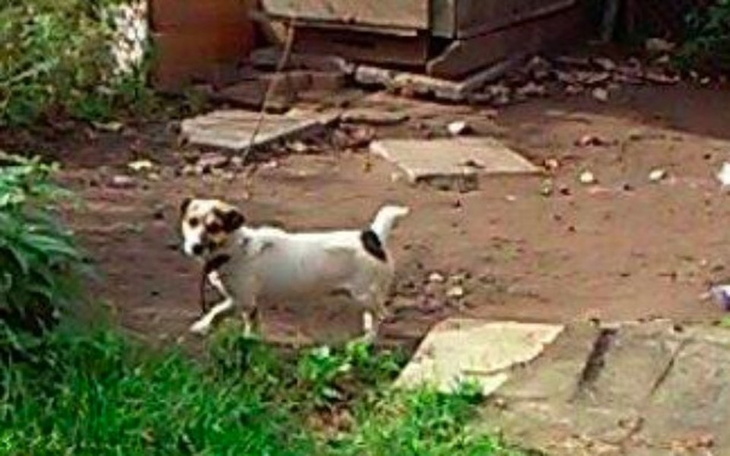 Zbiórka Psu na budę... - zdjęcie główne