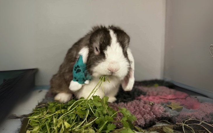 Królik jedzący świeże zioła w przytulnym otoczeniu.