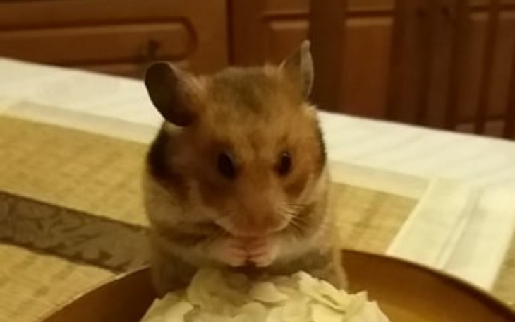 Zbiórka leczenie chomika covid - zdjęcie główne