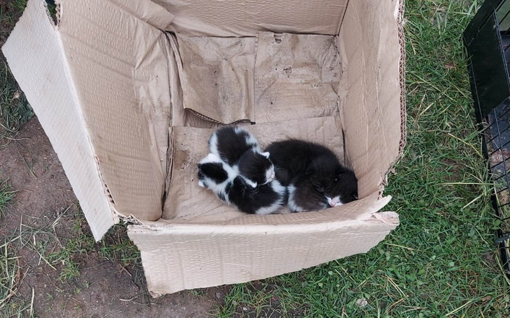 Zbiórka Karton pełen NIE szczęścia - zdjęcie główne