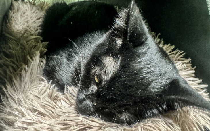 Czarny kot odpoczywający na miękkim kocu.