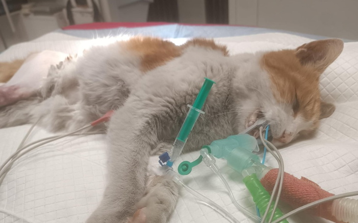 Chory kot leżący na łóżku z podłączonymi rurkami.