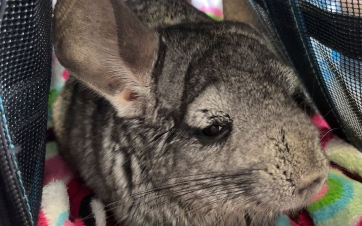 Chinchilla odpoczywająca na kolorowym kocyku.