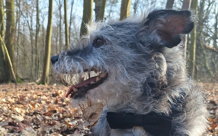 Pies w eleganckiej muszce, uśmiechający się w leśnym otoczeniu.