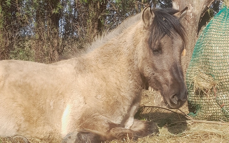 Zbiórka Kastracja Nikosia w klinice - zdjęcie główne