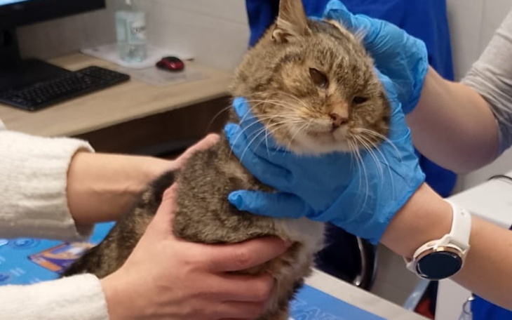 Kot w trakcie wizyty u weterynarza, trzymany przez opiekuna.