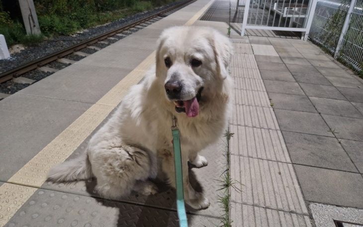 Pies rasy golden retriever siedzący na przystanku.