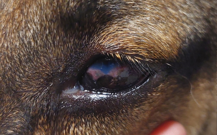 Zbiórka Bez kropli Fado straci wzrok - zdjęcie główne