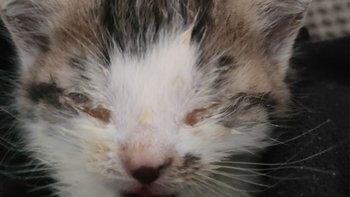 Zbiórka Na ratunek dla 4 kociąt i mamy - miniaturka zdjęcia