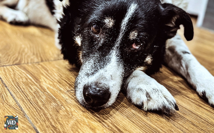 Zbiórka Dzięki Wam Feluś już się leczy - zdjęcie główne