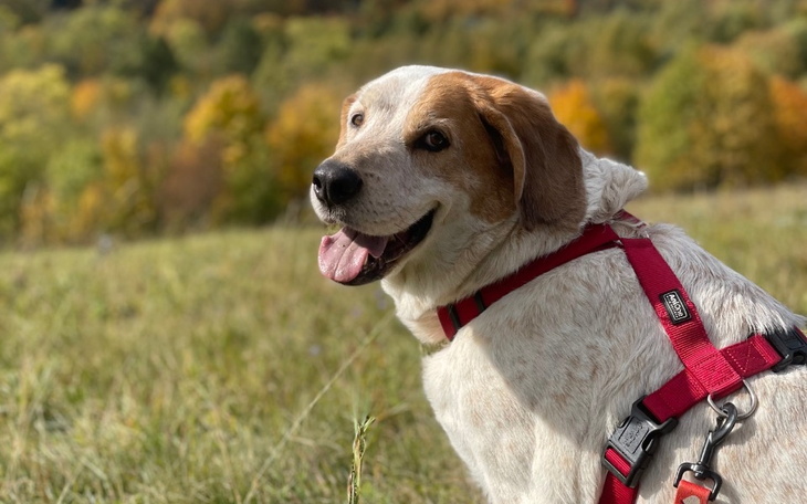Pies uśmiechający się na tle jesiennego krajobrazu.