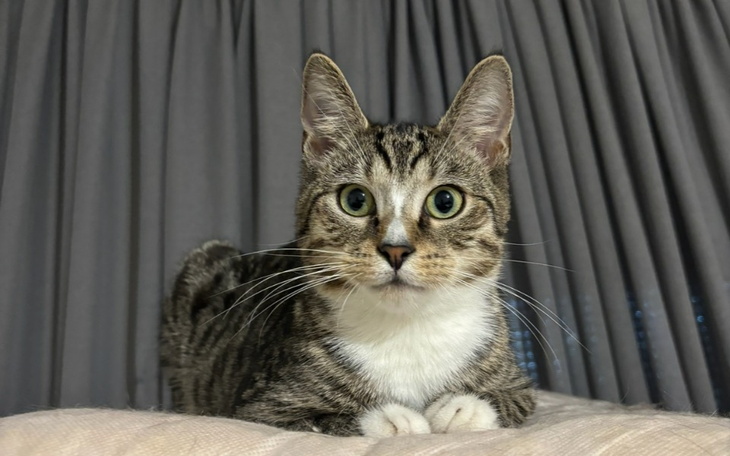 Zbiórka Bobuś walczy o życie - zdjęcie główne