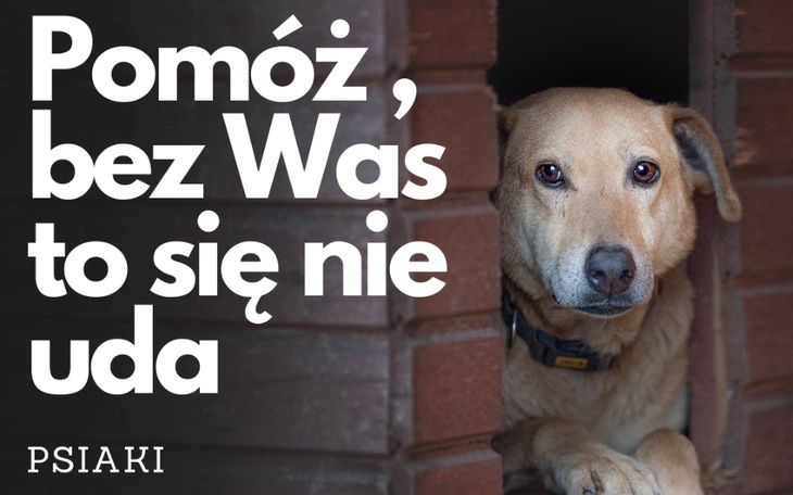 Pies patrzy z budy, z napisem zachęcającym do pomocy.