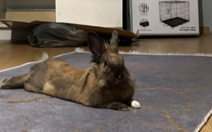 Zbiórka Wizyta u weterynarza z Karmelką - zdjęcie główne