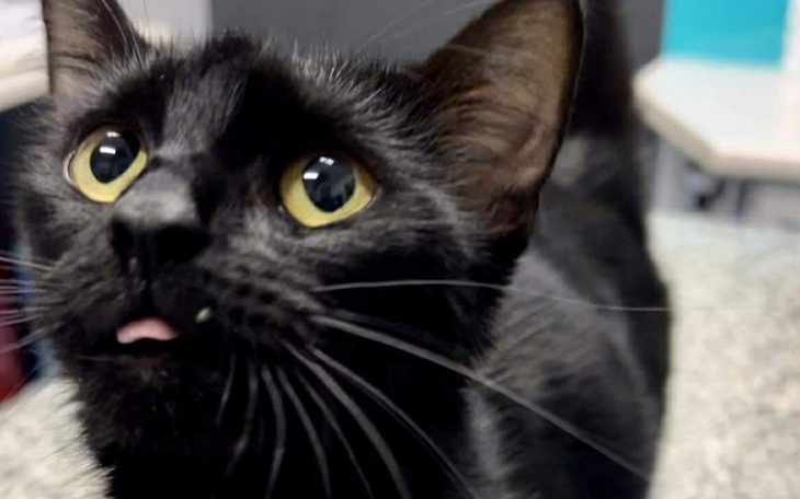 Czarny kot z wyrazem zdziwienia, z wystawionym językiem.