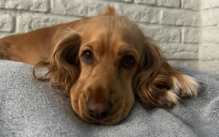 Zbiórka Pomóż Lunie wygrać walkę z IMHA - zdjęcie główne