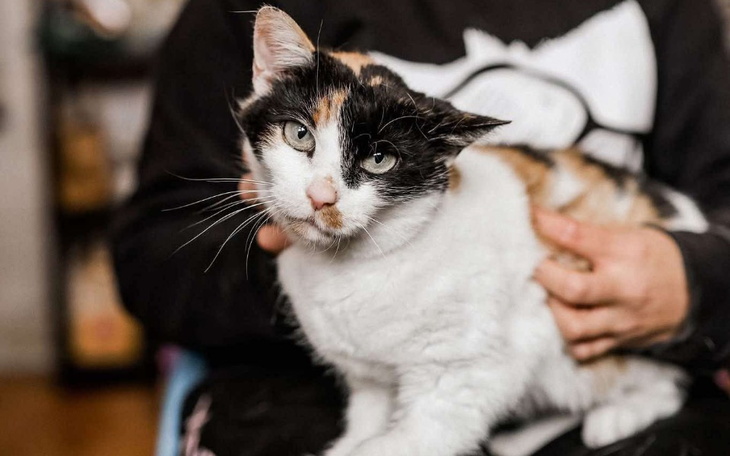 Kot w ramionach właściciela, z ciekawym umaszczeniem.