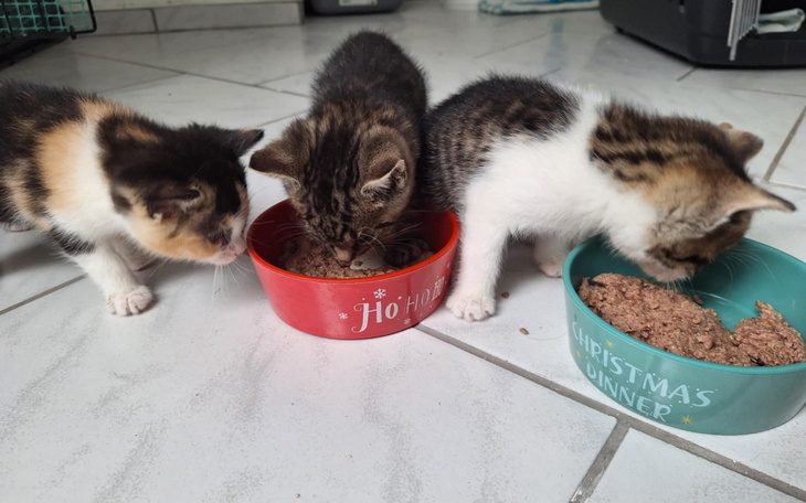 Trzy kocięta jedzące z misek na podłodze.
