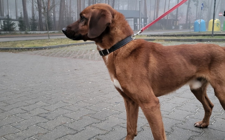 Zbiórka Druga szansa pieska z Sielpi - zdjęcie główne