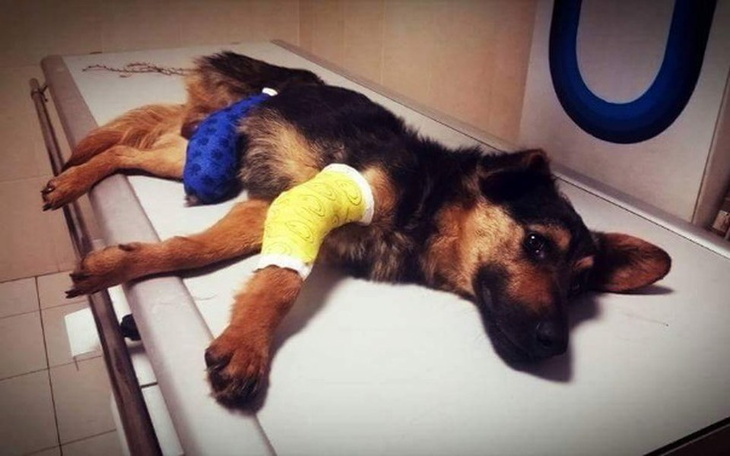 Zbiórka Łapuś prosi o pomoc! - zdjęcie główne