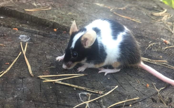 Zbiórka Uratuj życie małej myszki 💗🐹 - zdjęcie główne
