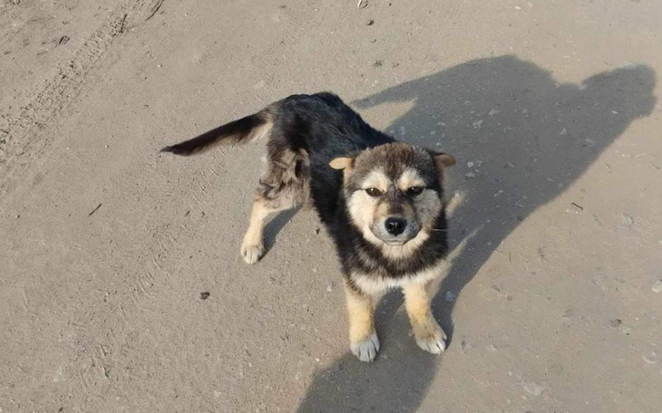 Zbiórka Zbieramy na przejazd szczeniąt - zdjęcie główne