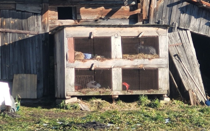 Stara szopa z klatkami dla zwierząt.