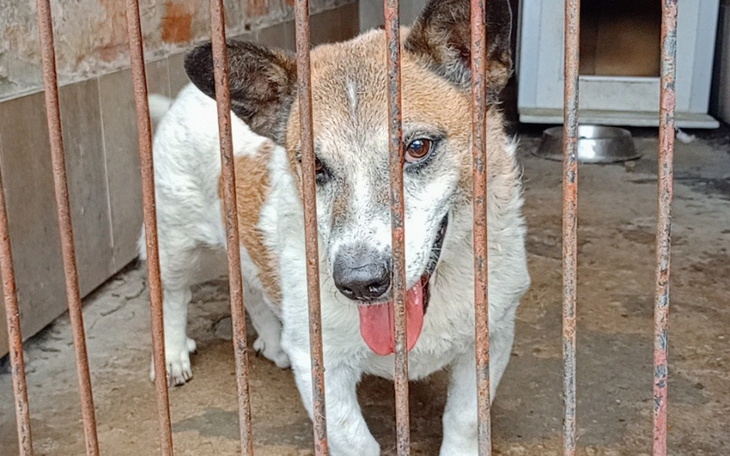 Zbiórka Zbiórka na nowe życie Hugo - zdjęcie główne