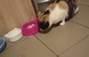Zbiórka Na jedzenie i żwirek dla kotki - miniaturka zdjęcia