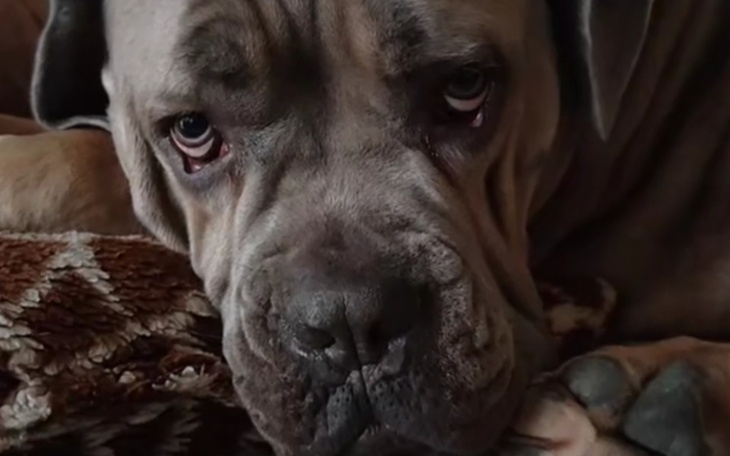 Zbiórka Kastracja Suni - zdjęcie główne