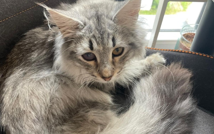 Zbiórka Pomoc dla Yuki - walka o zdrowie - zdjęcie główne